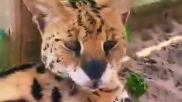 Wild Animal Nose Boops! AMAZING