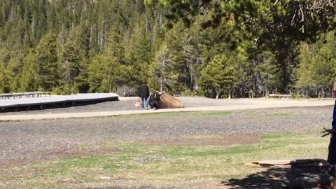The Old Faithful Bison Whisperer
