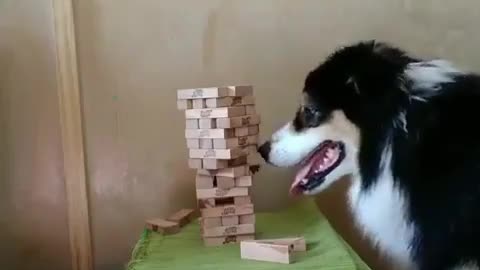 Smart 🐕 dog