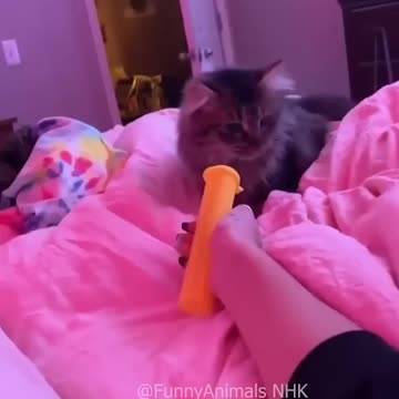 Funny cat and dogs 😂😂