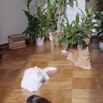 cute cats video