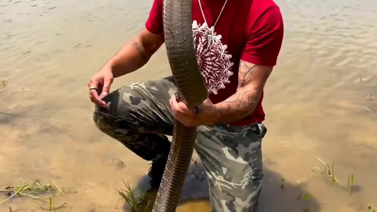 Man Kissing King Cobra #shorts #shortsvideo #video #viral