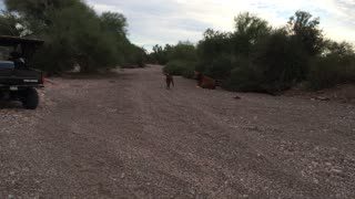 Cute curious little calf seen in a wash in Arizona .