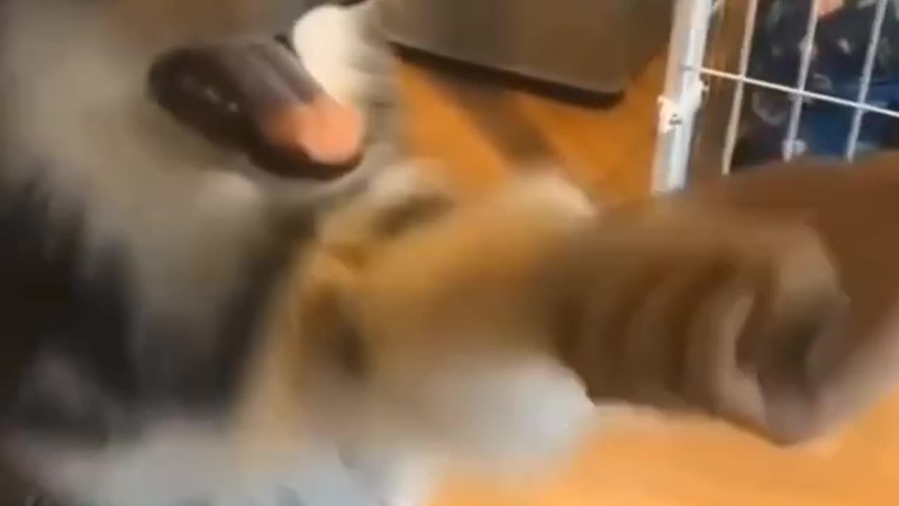 Funny Dog Handshaking