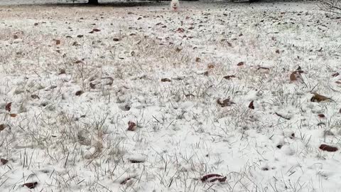 A puppy excited by the snow