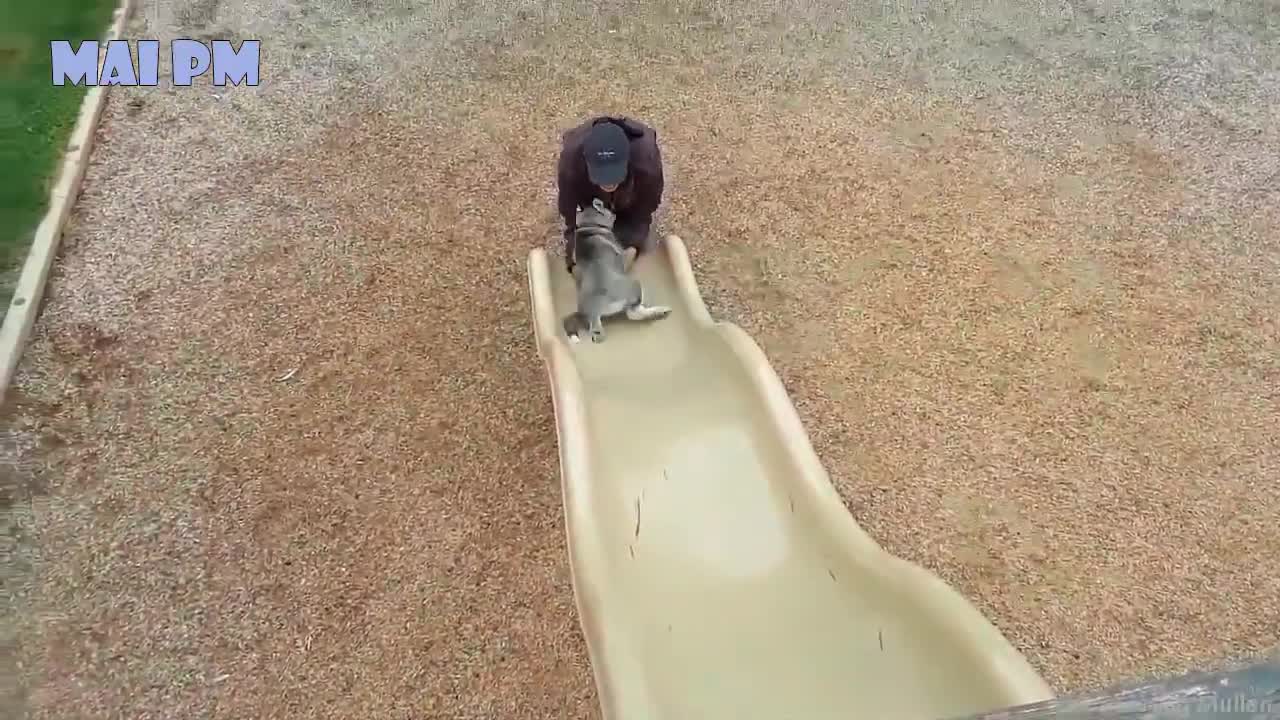 husky is the best comedian