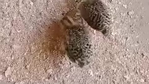 Balck Francolin Partridge Chick's