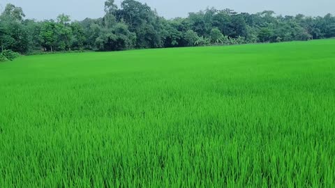 Beauty of Nature (Bangladesh)