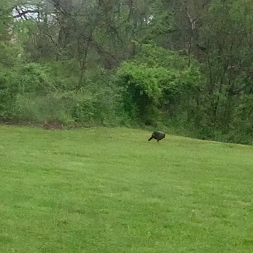 Turkey visitor