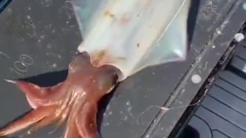 Color-changing squid