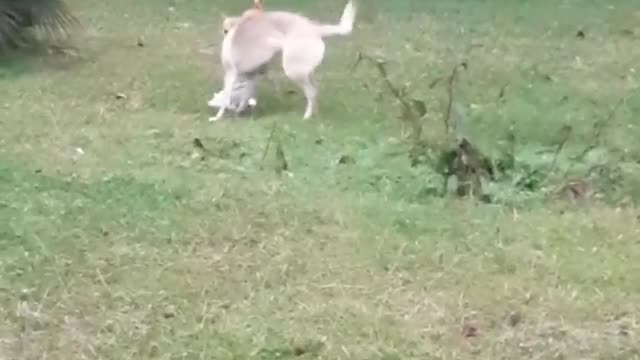 Dogs play together hhh