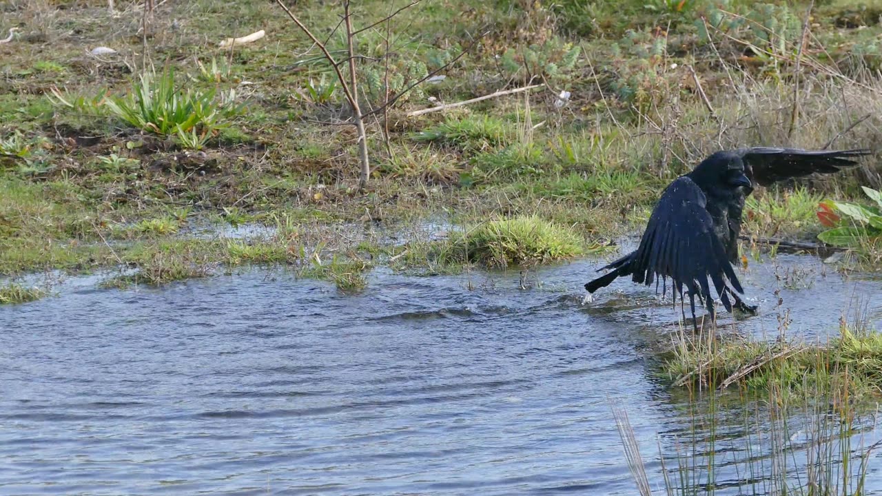 The common raven (Corvus corax)