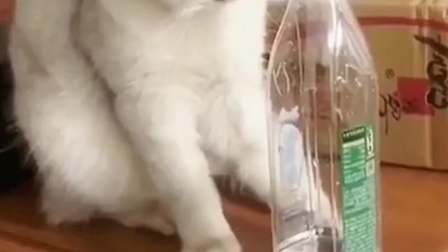 videos funny cats videos