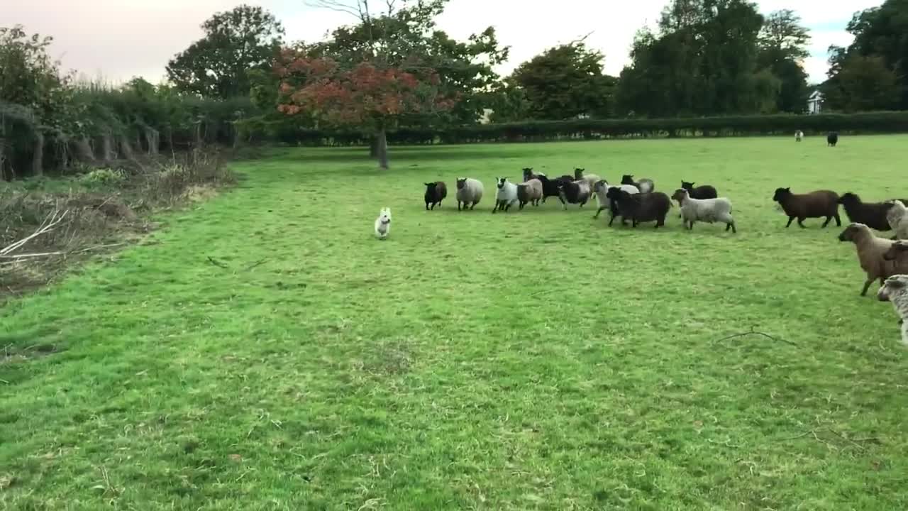 Worlds Worst Sheepdog