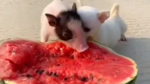 Pigs also eat watermelon in summer