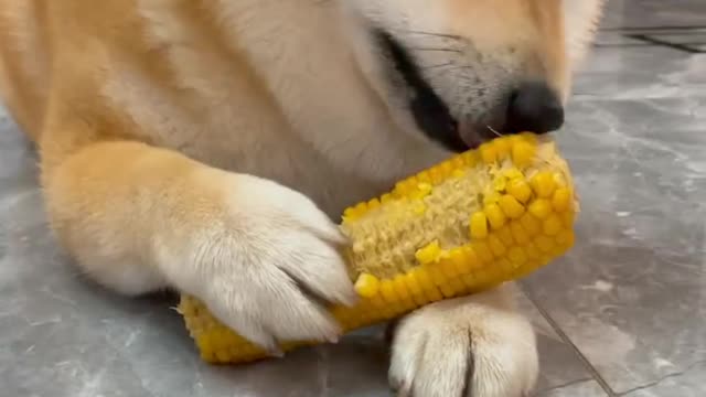 I've been a little Corgi, I like to chew corn