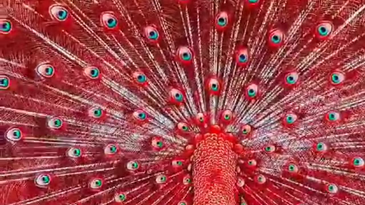 Colorful Peacock