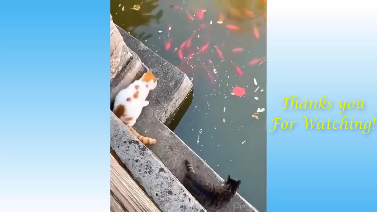 Enjoy pets