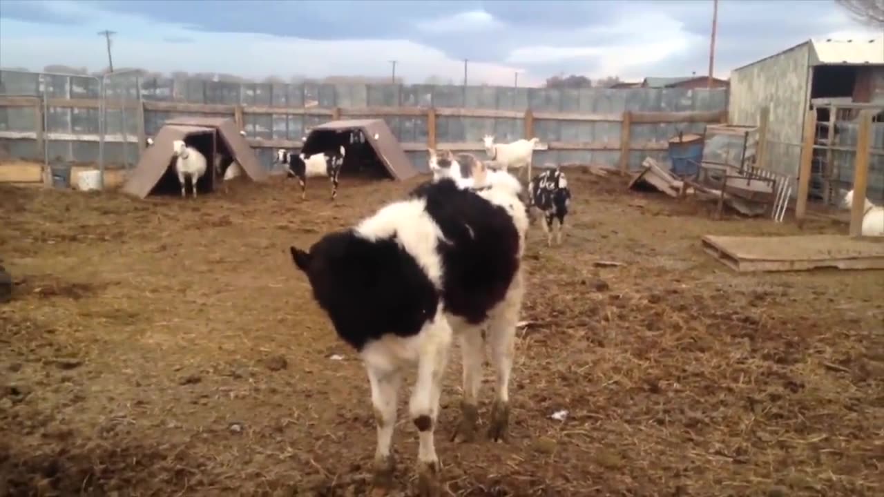 Funniest Cow Compilation / Funny Pet Videos