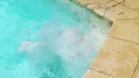 Bulldog pup Boris tumbles in pool