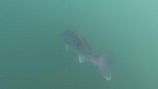 Releasing a Walleye at the lake