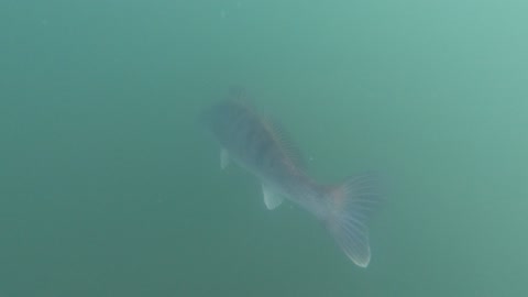 Releasing a Walleye at the lake