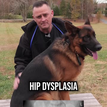 Top 3 Reasons Why You SHOULDN'T Get a German Shepherd