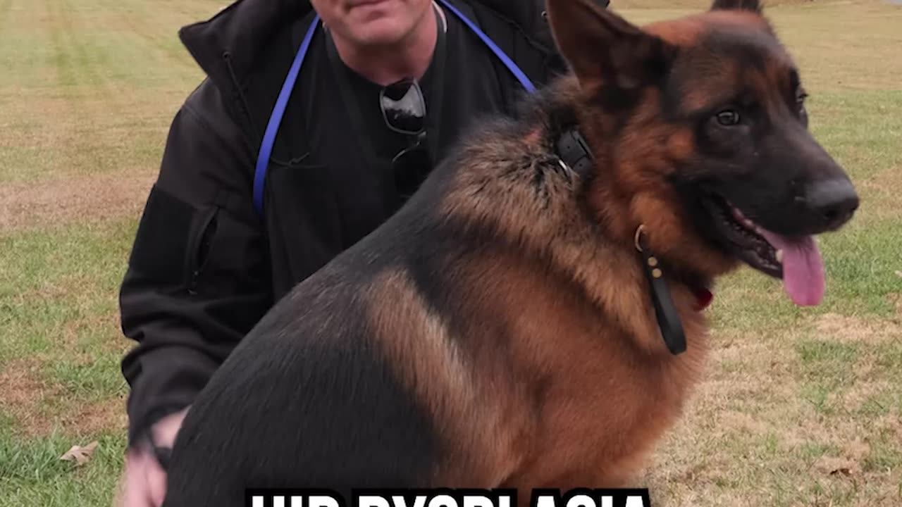 Top 3 Reasons Why You SHOULDN'T Get a German Shepherd