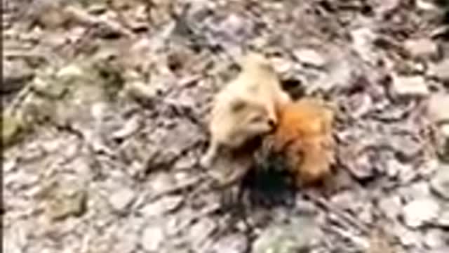 Chicken dominate Dog in fight