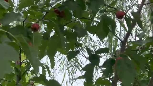Is this a hawthorn tree