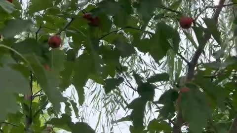 Is this a hawthorn tree