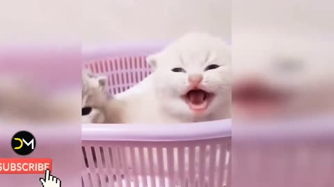 Tik tok # Funny Cats # Baby Cats - Cute and Funny Cat Videos Compilation 2021