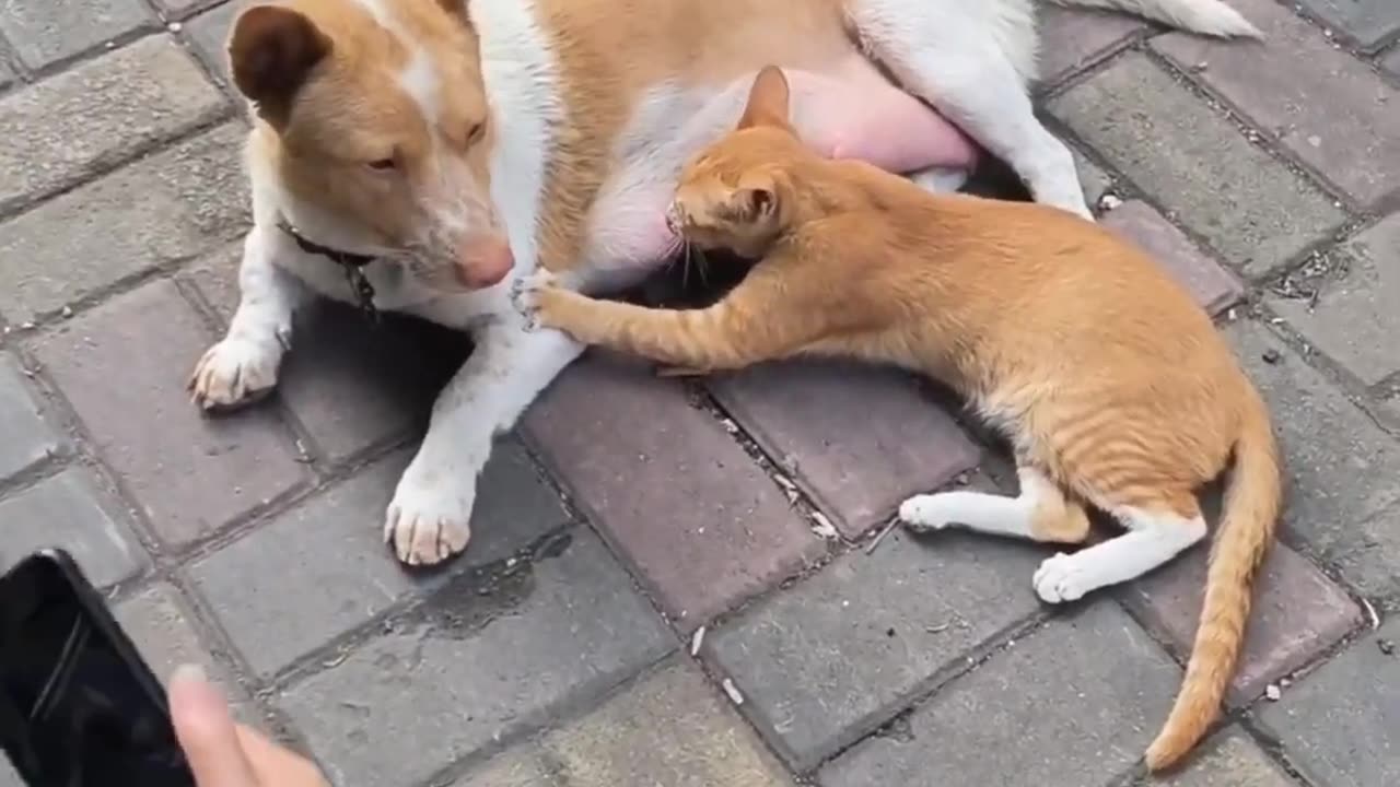 extremly funny animals, content funny animals, cool animals fuuny ❤😂