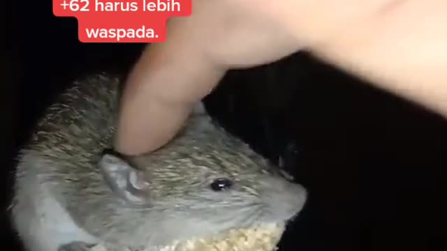 cute behavior of animals with humans