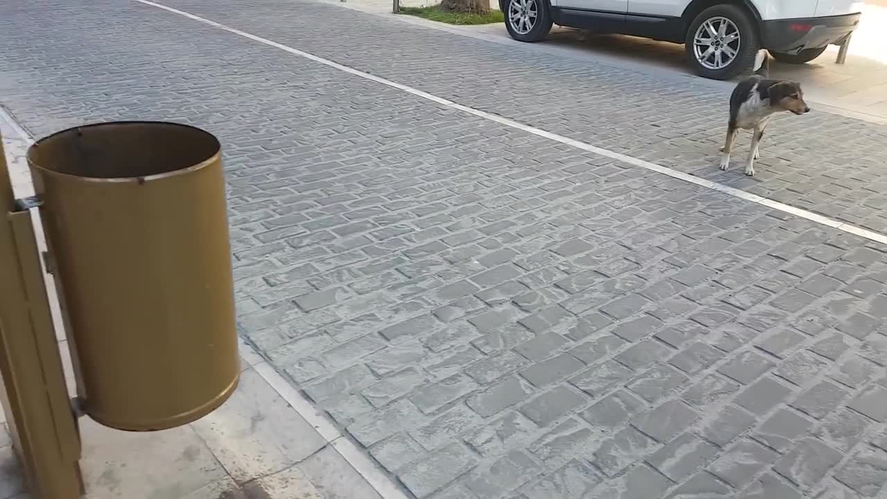 Dog vs dog