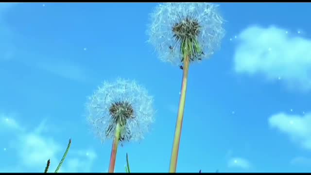 Dandelions are too beautiful