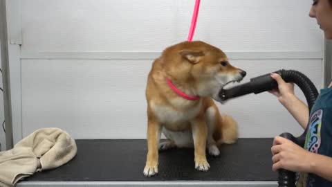 Crazy Shiba Inu won battle against groomer