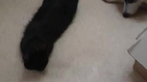 HUSKY TRIES TO MAKE FRIENDS WITH CAT... DOG PLAYS WITH CAT