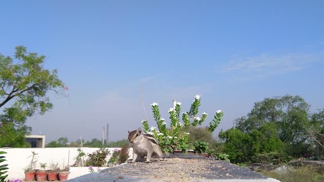 A squirrel eats its food in the open air