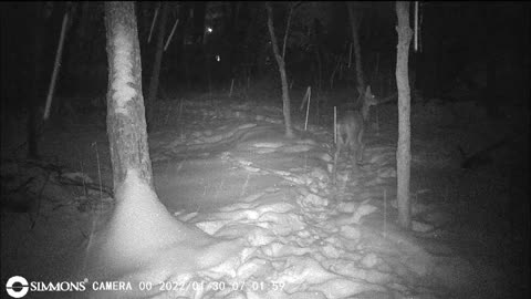 Backyard Trail Cam - Deer in Snow