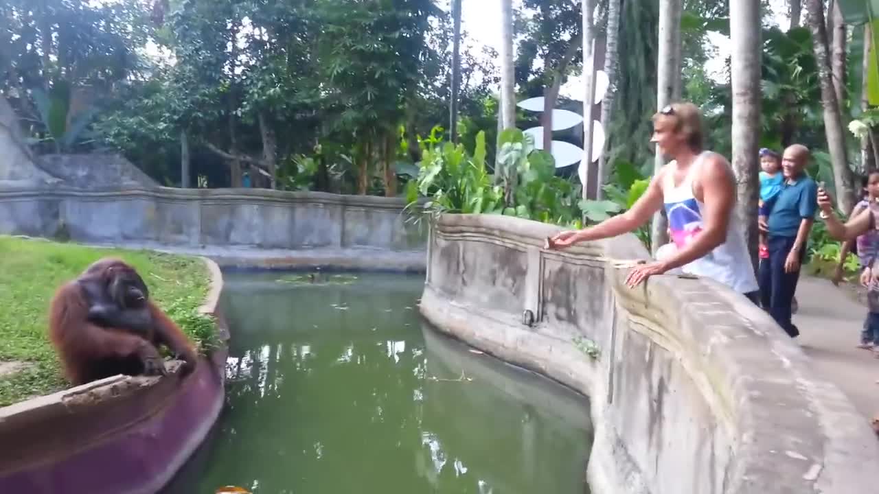 Cleaver orangutan 🦧makes a fair trade with human