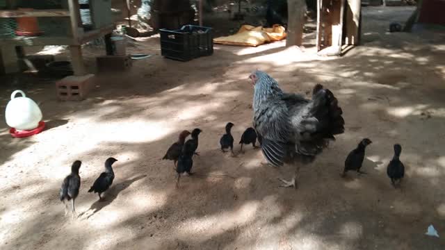 Mother hen and chicks Funny walk 2 in my house