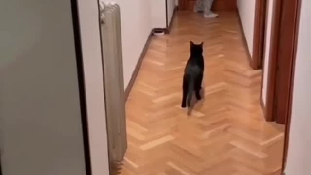 Cat Plays Red Light Green Light With Owner