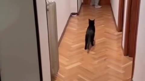 Cat Plays Red Light Green Light With Owner