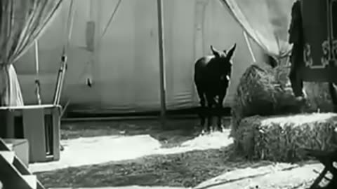 Charli Chaplin in cage of Lion