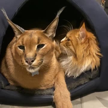 Pemba and Izjuma the cutest couple 😻