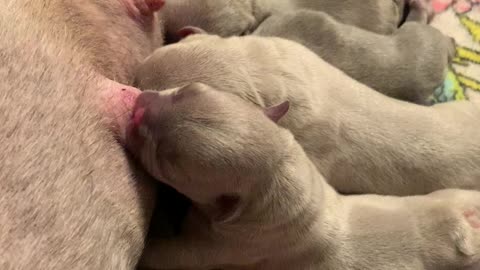 French Bulldog Babies Milk Bar **OPEN**