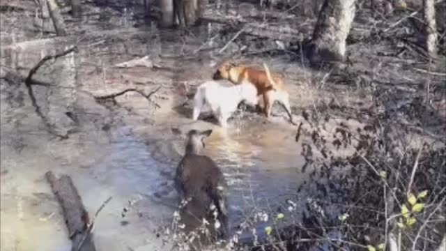 Inquisitive Dogs Have Close Encounter With Wild Deer