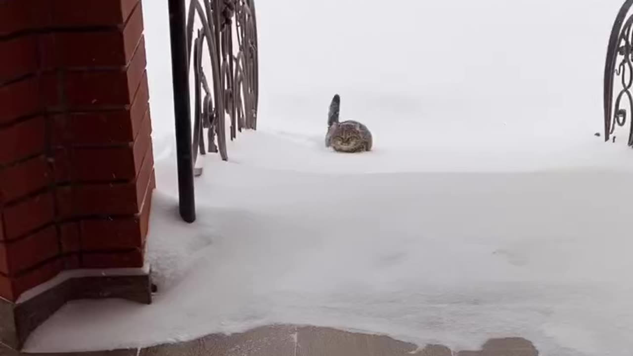 🤙🏻Cat walking during outside snow time