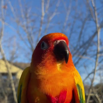 Parrot dancing in the sun